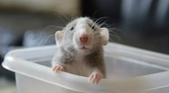 Како да го научите стаорецот на тоалетот како да научите да одат на послужавник